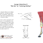 EPOTW - Large Intestine 4