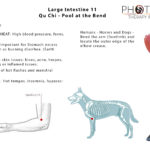 EPOTW - Large Intestine 11