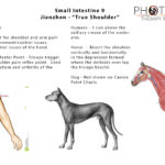 EPOTW - Small Intestine 9