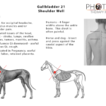 EPOTW - Gallbladder 21